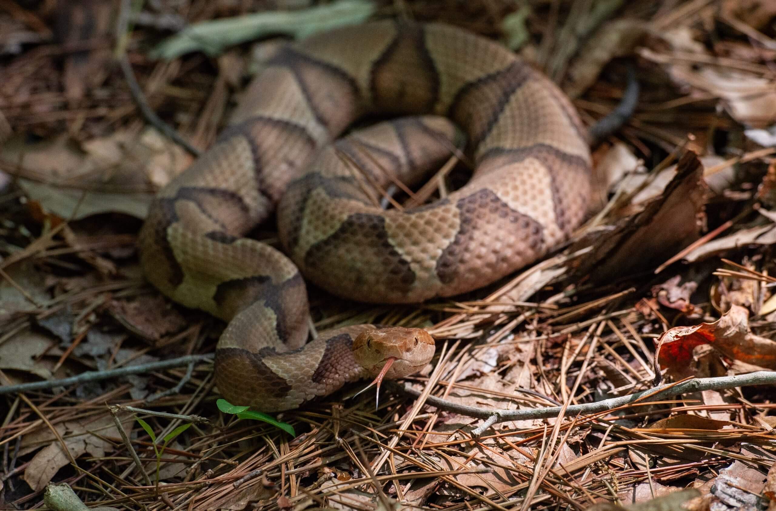Una serpiente cabeza de cobre entre hojas muertas